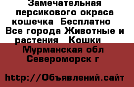 Замечательная персикового окраса кошечка. Бесплатно - Все города Животные и растения » Кошки   . Мурманская обл.,Североморск г.